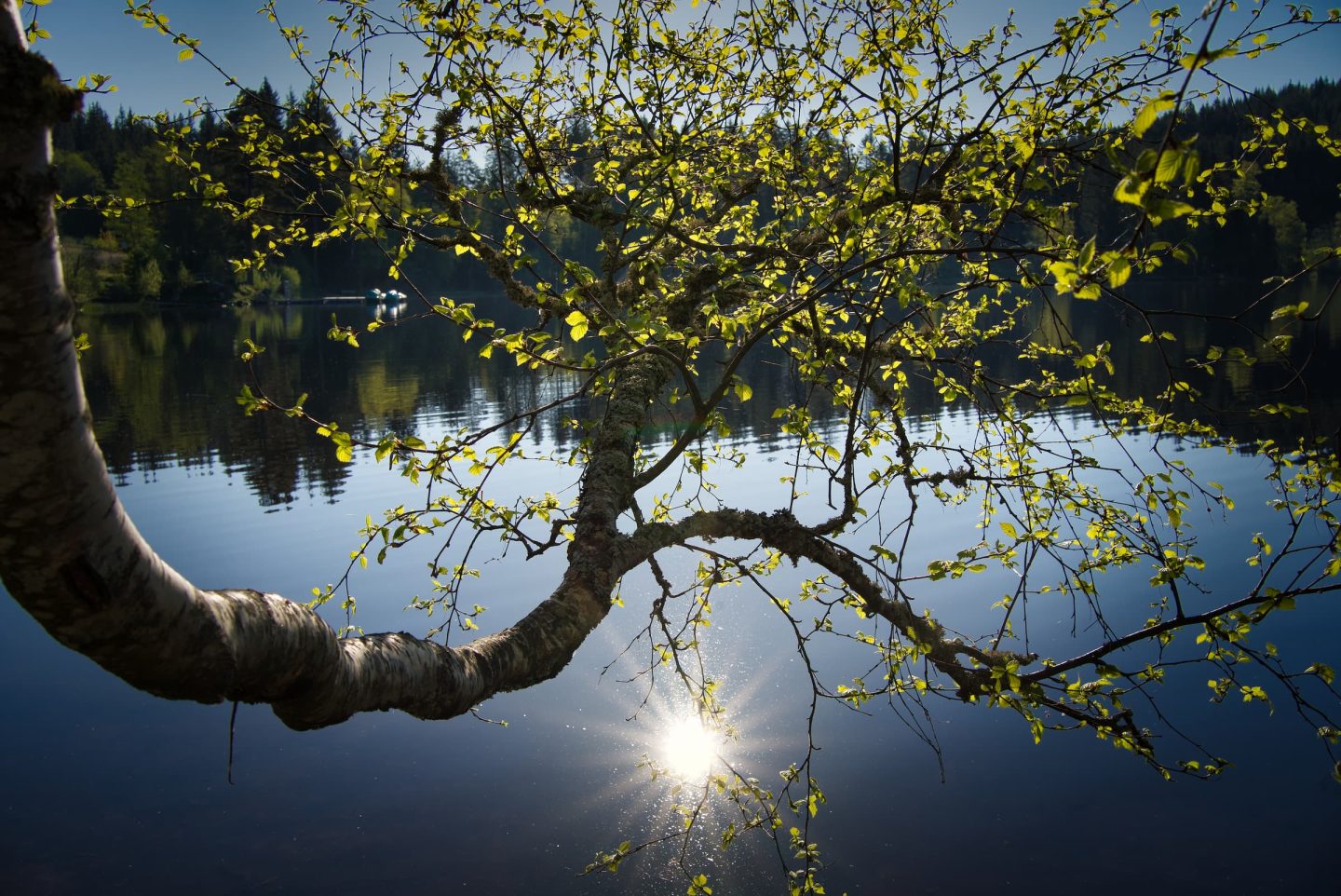 Zeigt See mit Baum